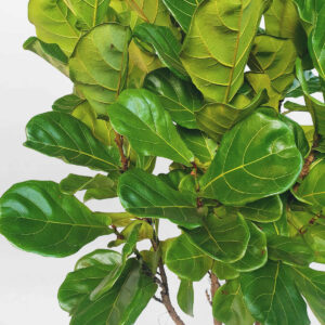 cay bang singapore co lon chau su trang 2