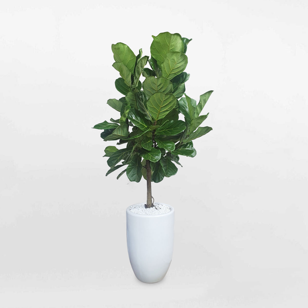 cay bang singapore co lon dang tree chau su 1