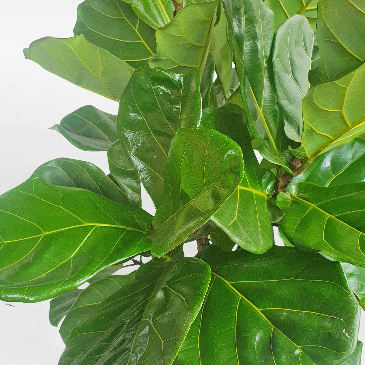 cay bang singapore co lon dang tree chau su 2