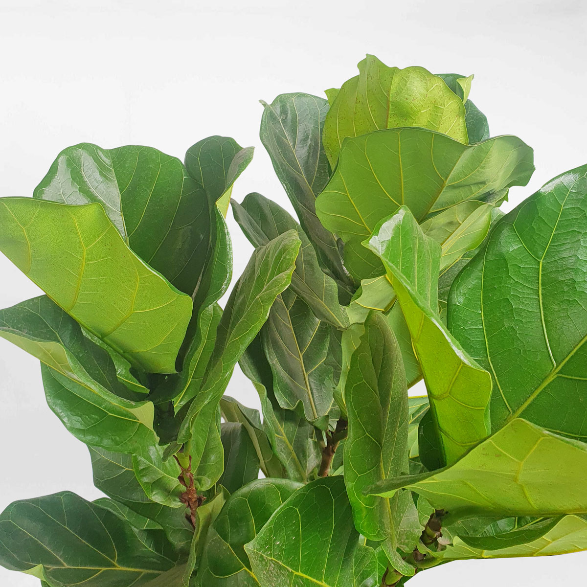 cay bang singapore co lon dang tree chau su 3