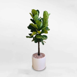 cay bang singapore dang tree 1