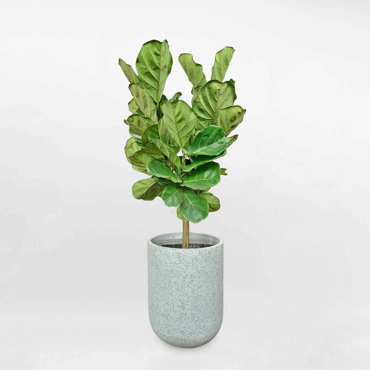 cay bang singapore dang tree