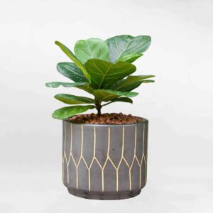 cay bang singapore de ban mowgarden