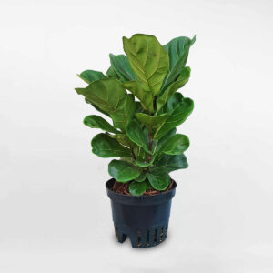 cây bàng singapore ficus lyrata