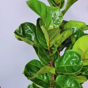 cay bang singapore la nho chau su 1