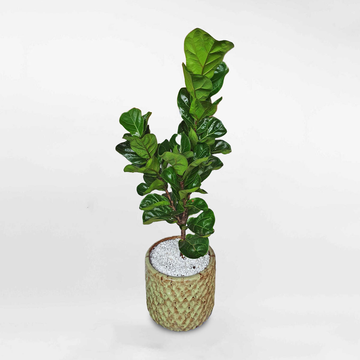 cay bang singapore la nho chau su