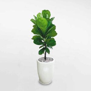 cây bàng singapore chậu sứ