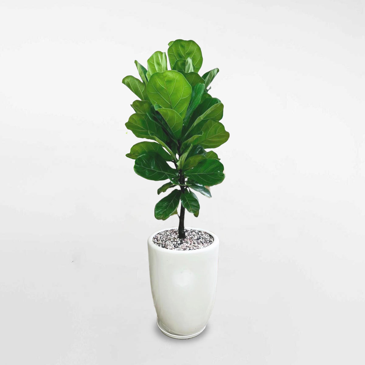 cây bàng singapore chậu sứ