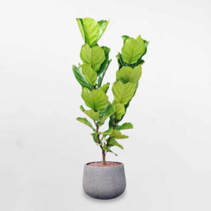 cay bang singapore lon chau xi mang da mai