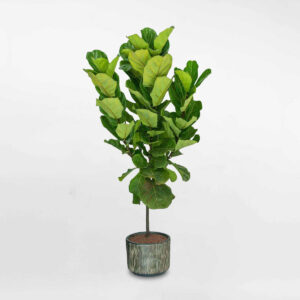 cay bang singapore lon nhieu nhanh