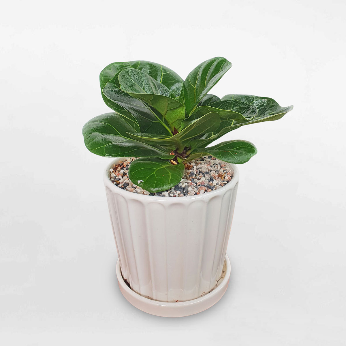 cay bang singapore mini