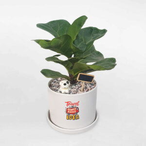 cay bang singapore mini de ban 1