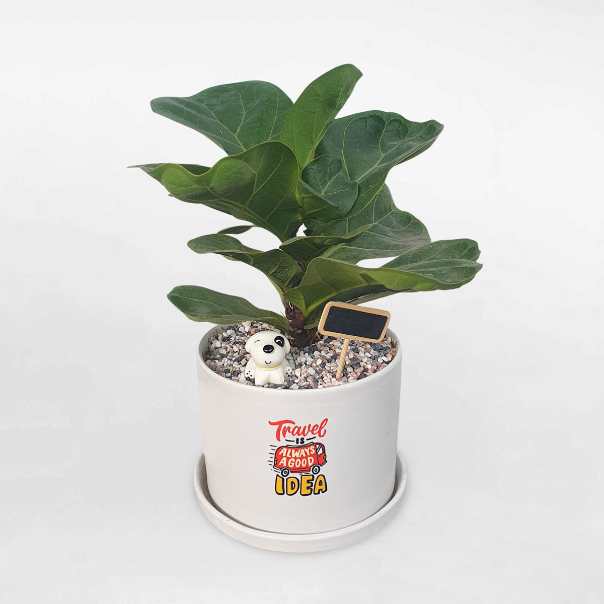 cay bang singapore mini de ban 1