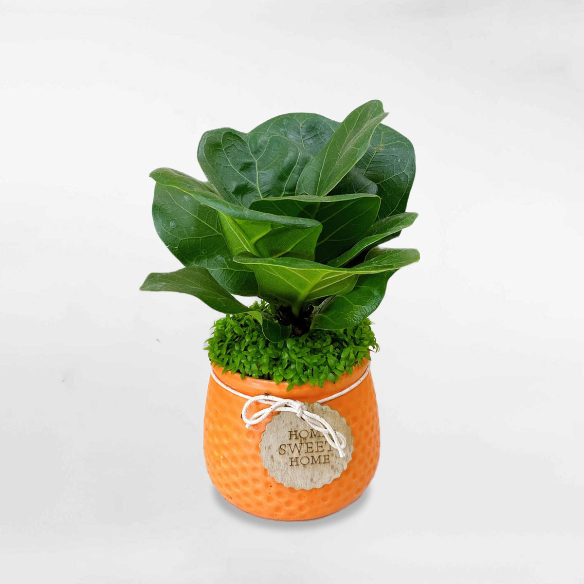 cay bang singapore mini de ban 2