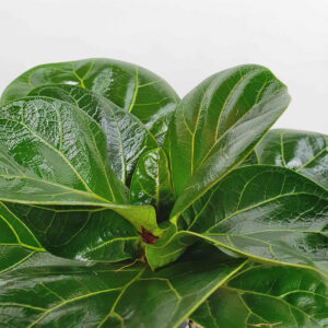 cay bang singapore mini de ban 3