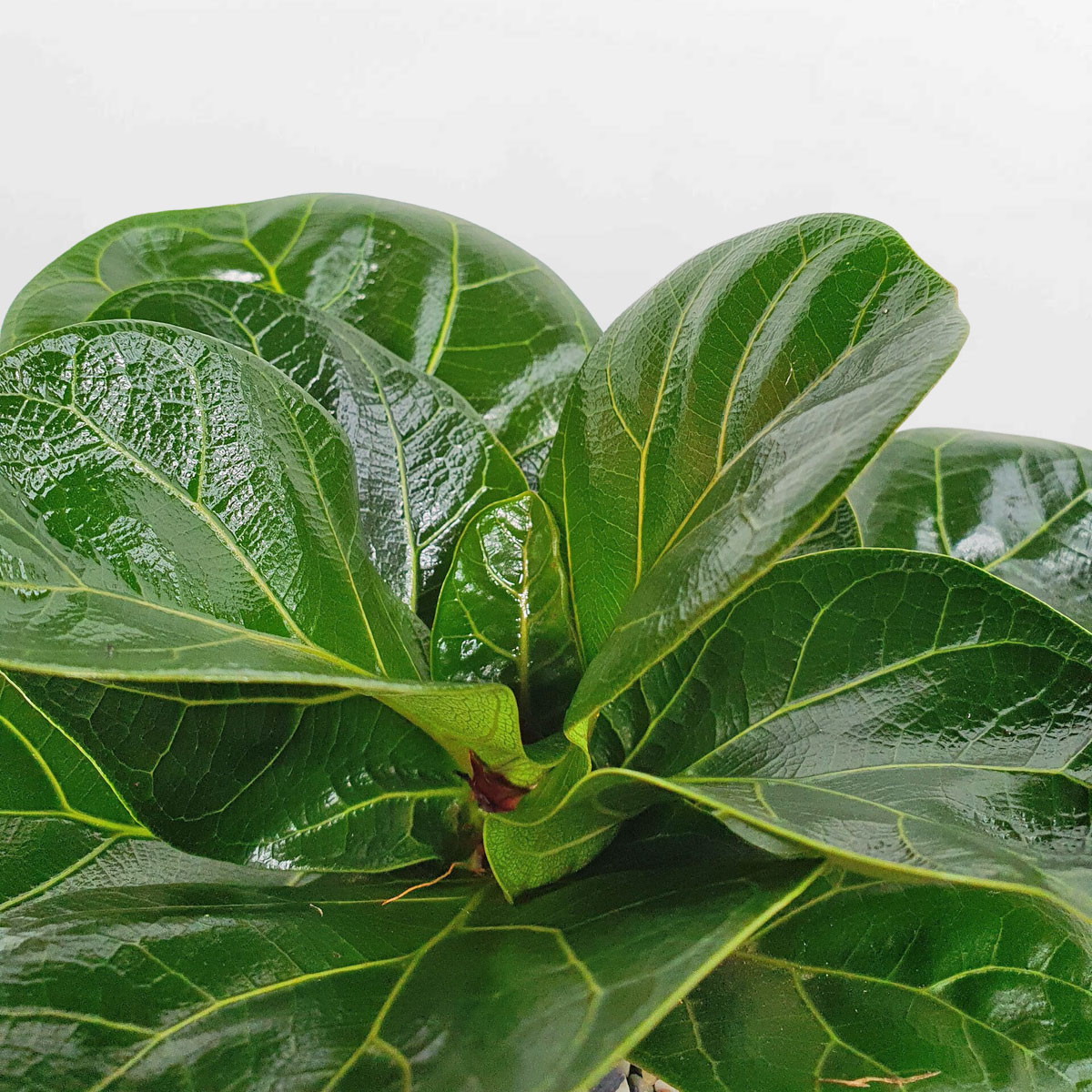 cay bang singapore mini de ban 3