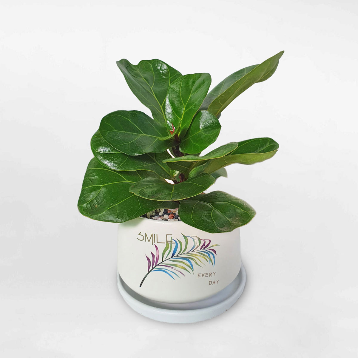 cay bang singapore mini de ban