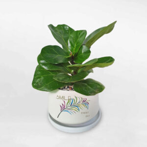 cay bang singapore mini de ban