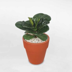 cay bang singapore mini de ban chau dat nung