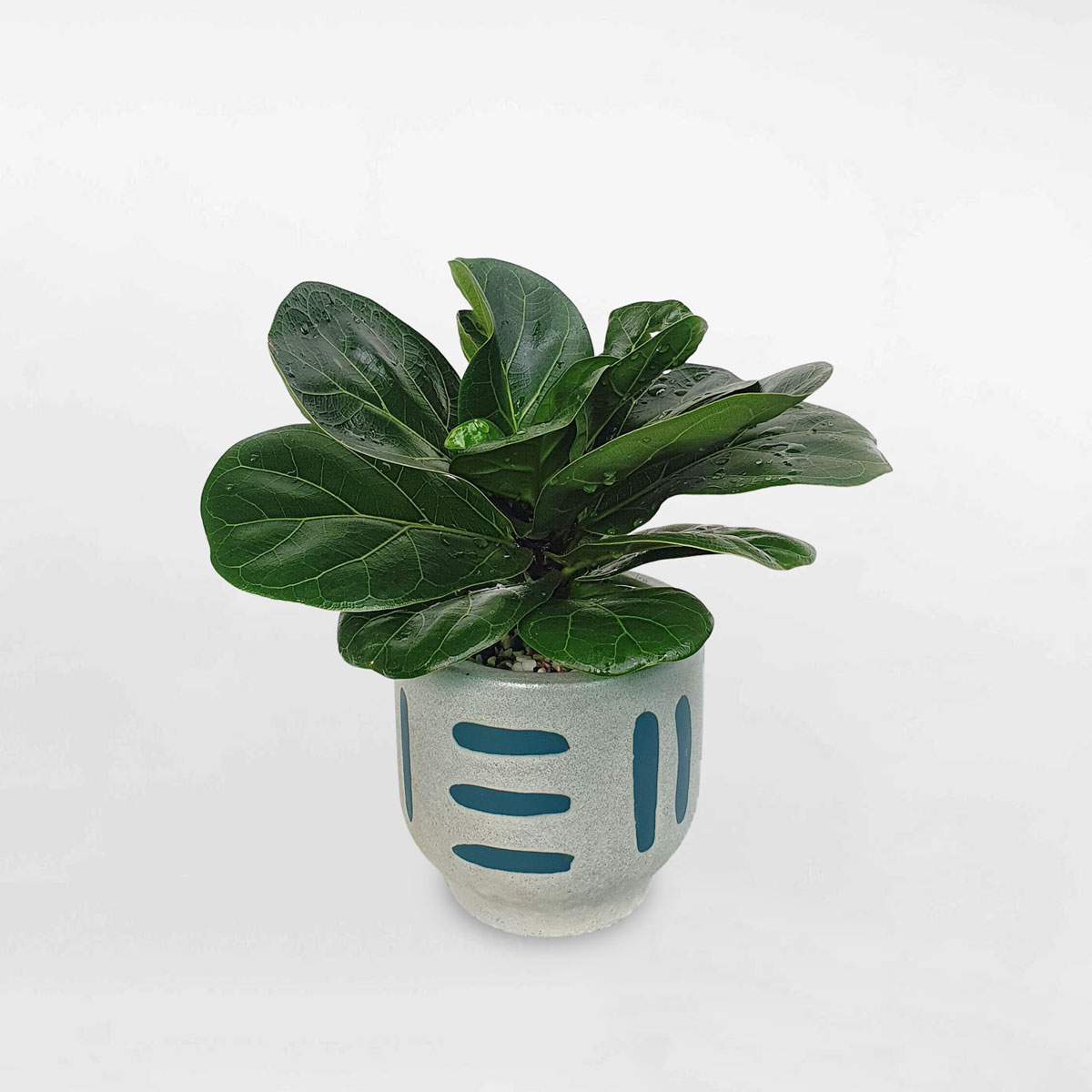 cay bang singapore mini de ban chau su 1