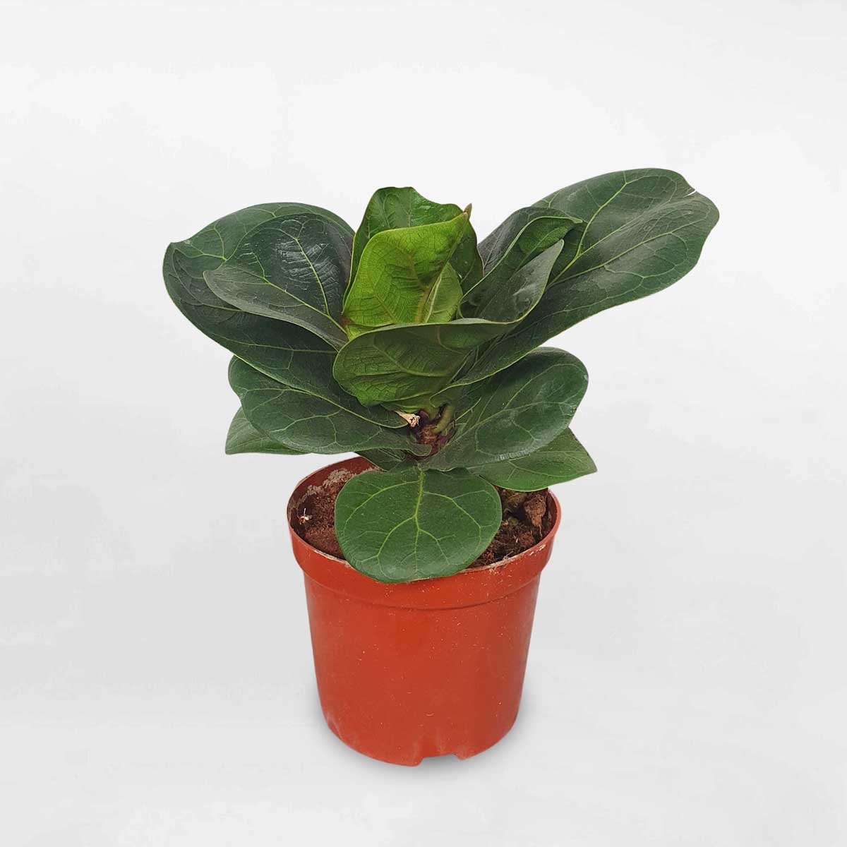 cay bang singapore mini de ban chau uom 1