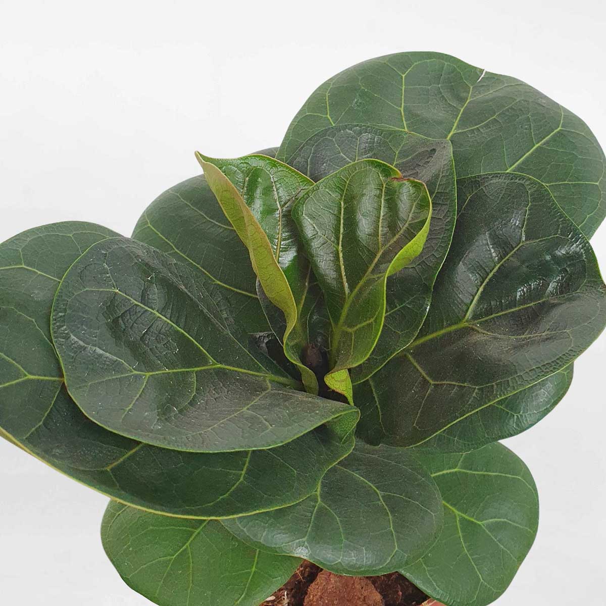 cay bang singapore mini de ban chau uom 2