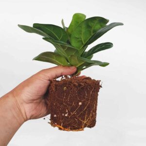 cay bang singapore mini de ban chau uom 3