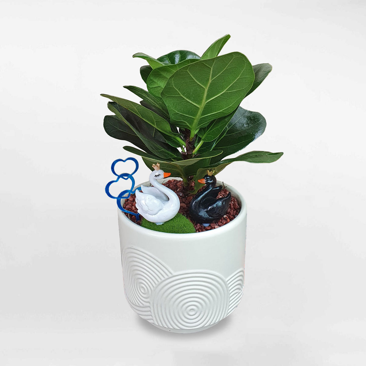 cay bang singapore mini uyen uong