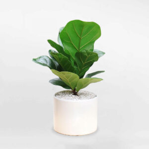 cay bang singapore mot than cao 60cm a