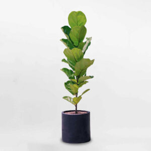 cay bang singapore mot than chau xi mang