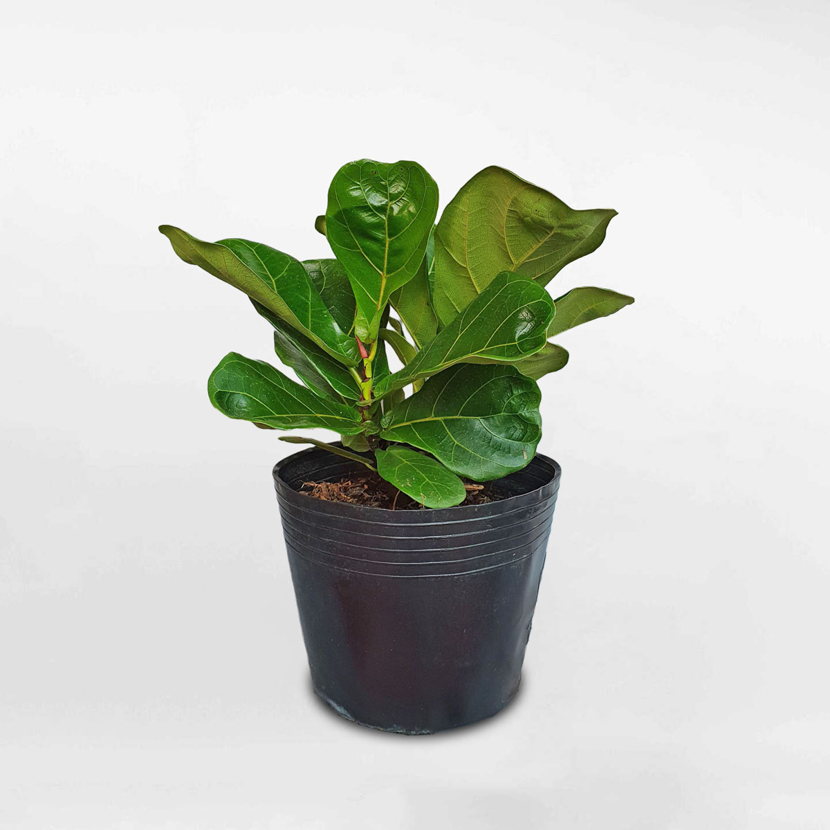 cay bang singapore nho de ban