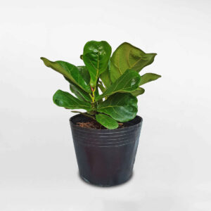 cay bang singapore nho de ban