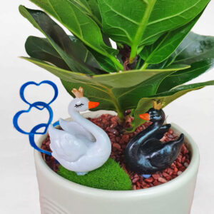 cây bàng singapore để bàn