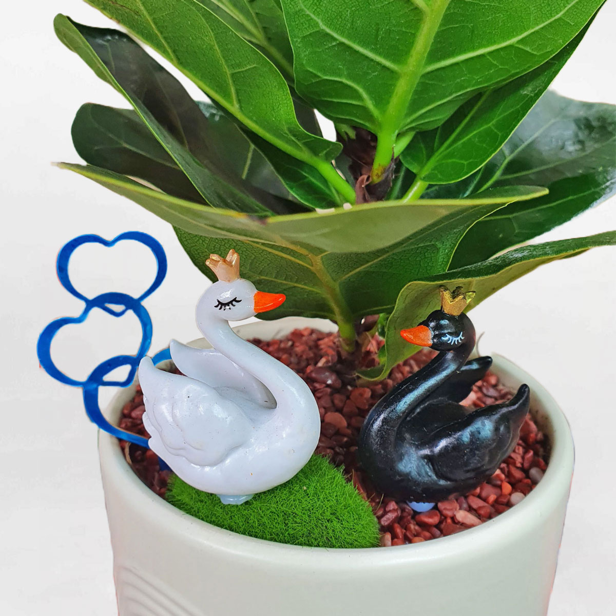 cây bàng singapore để bàn