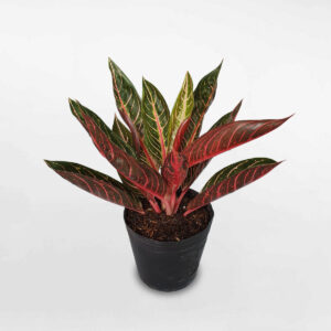 cây bao thanh thiên