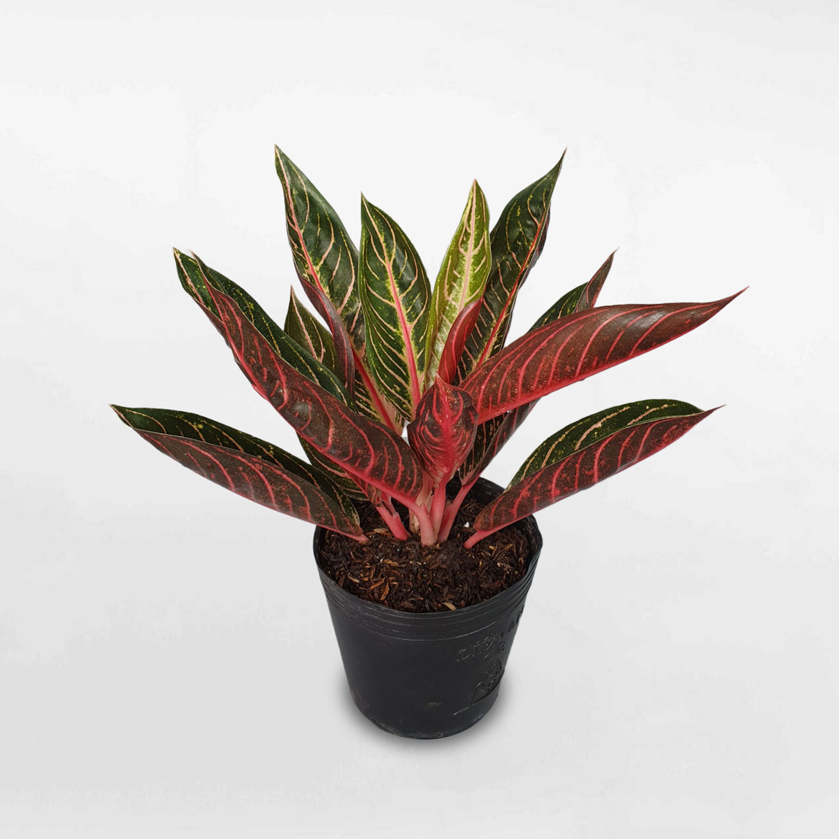 cây bao thanh thiên