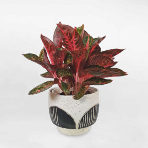 cay bao thanh thien co lon chau dat nung 1