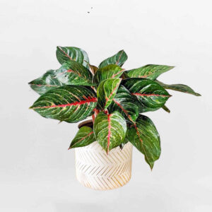 cay bao thanh thien mowgarden