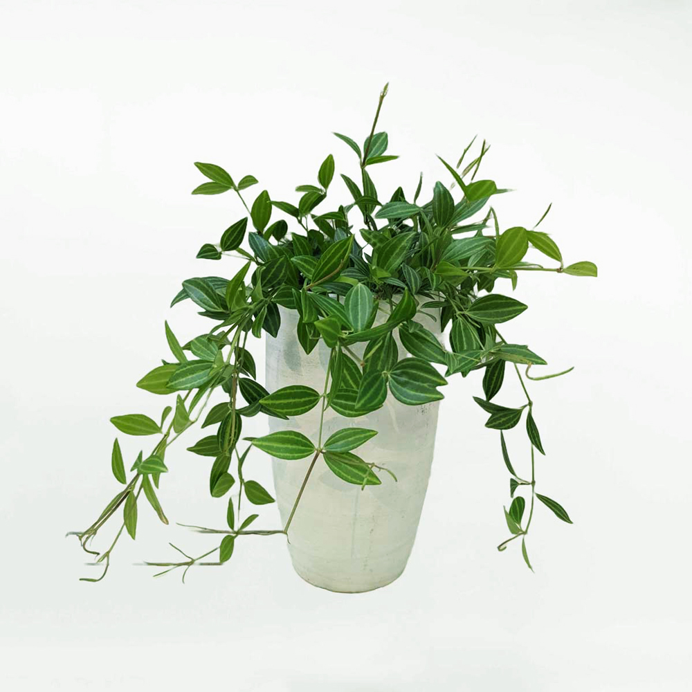 cay binh an de van phong mowgarden