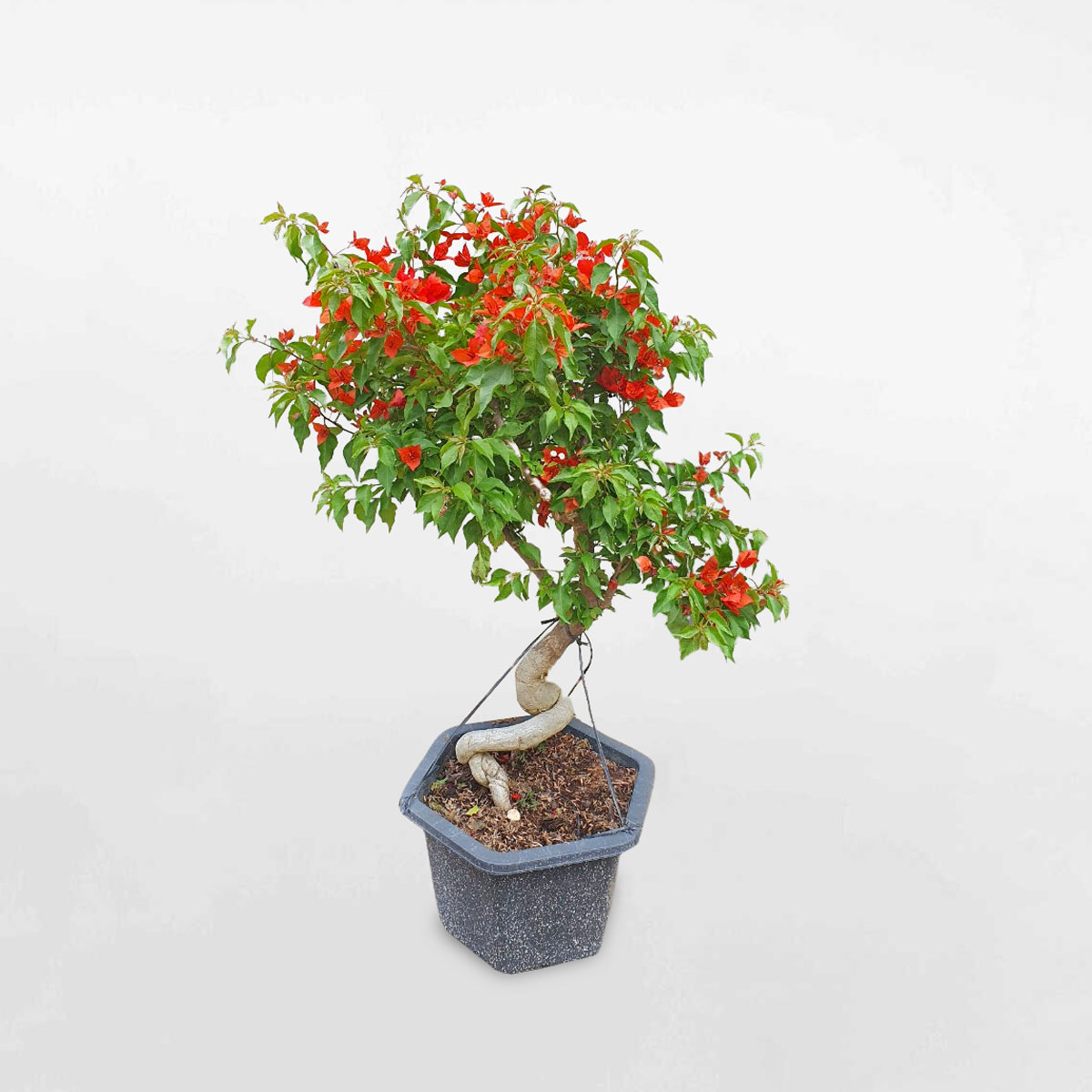 cay bong giay bonsai mau do chau uom 1