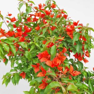 cay bong giay bonsai mau do chau uom 2