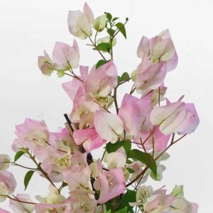 cay bong giay sakura 1