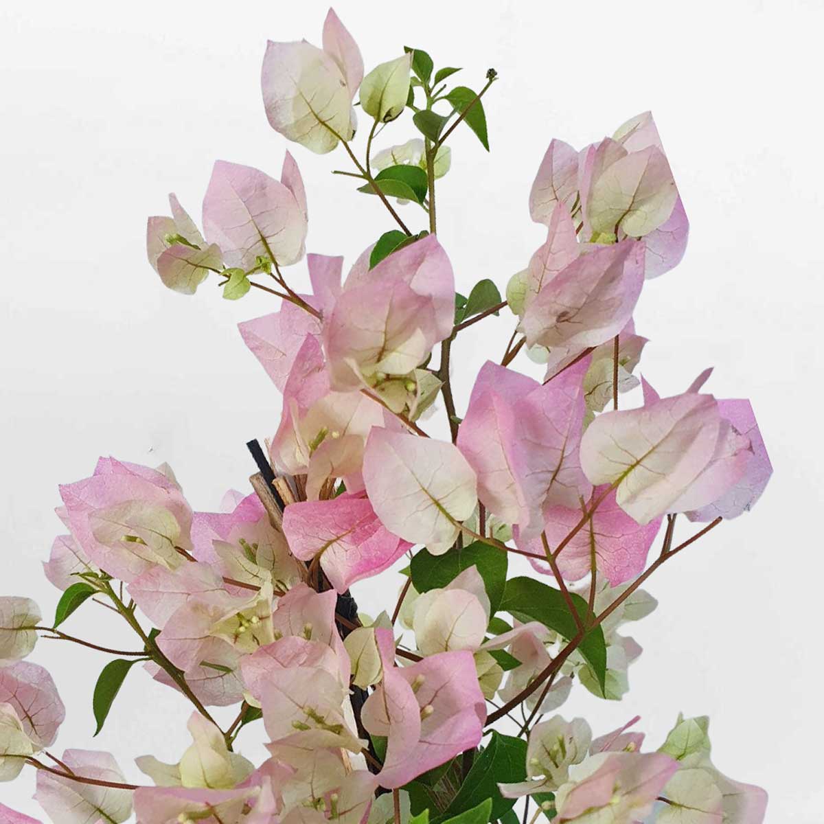 cay bong giay sakura 1