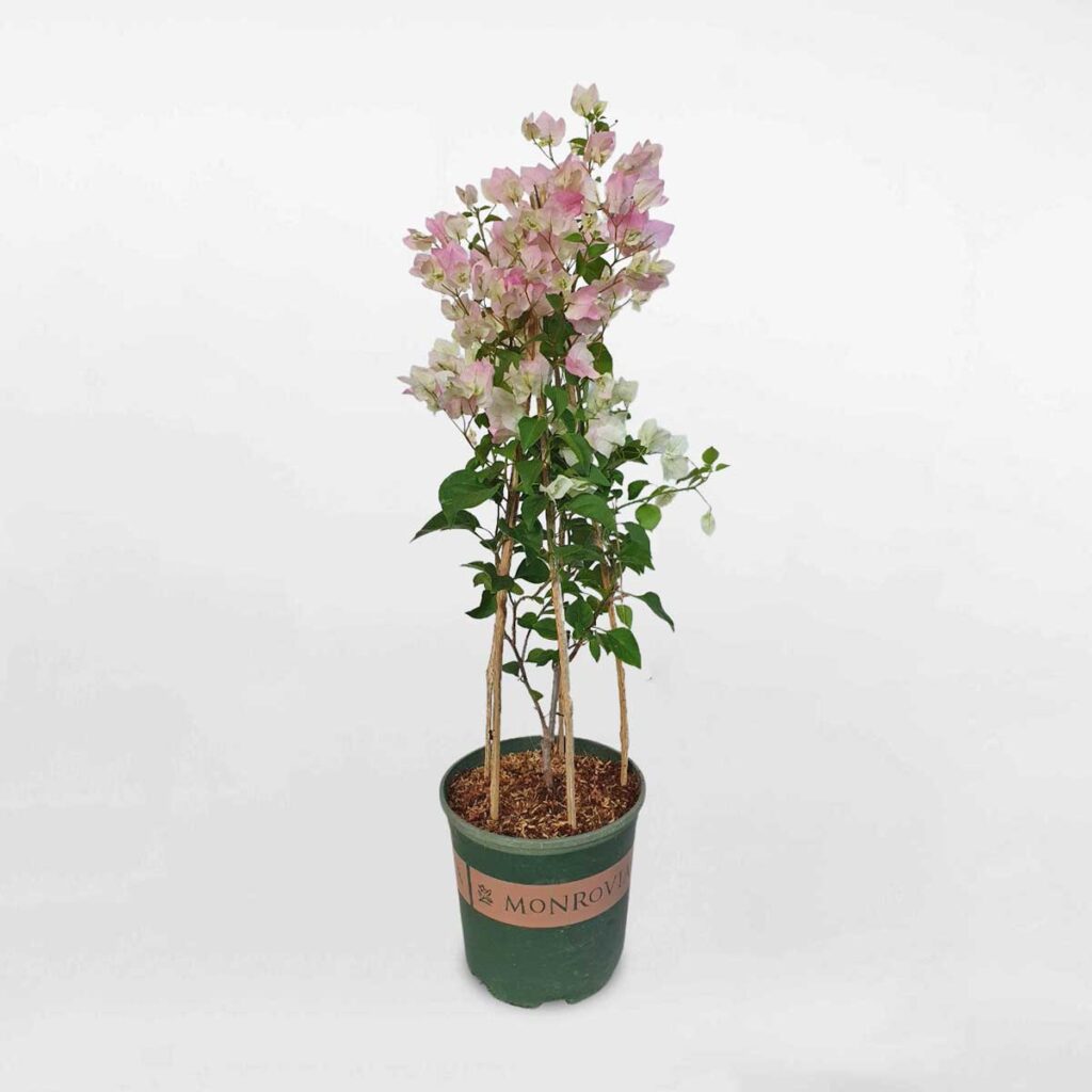 cay bong giay sakura