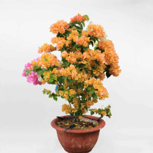 cay bong giay thai lan ghep mix mau