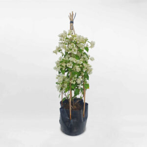 cay bong giay thai lan mau trang 1