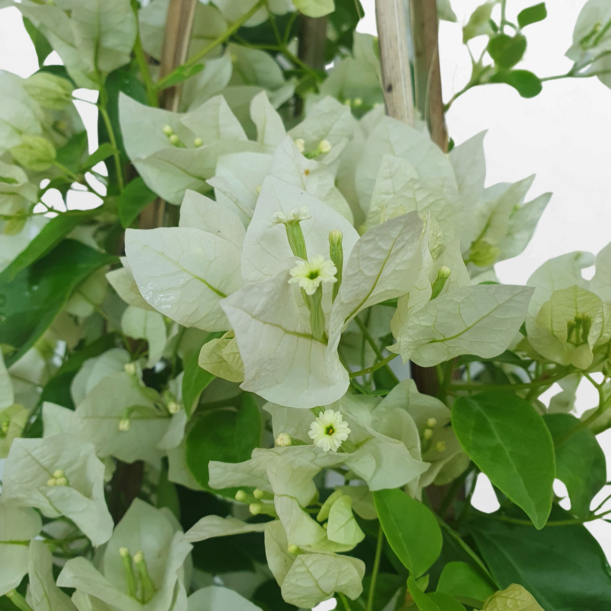 cay bong giay thai lan mau trang 2