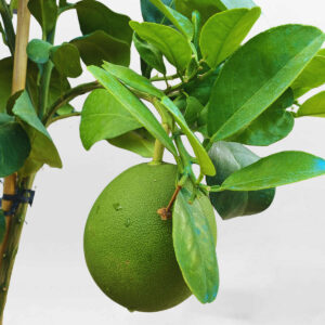 cay buoi da xanh co trai