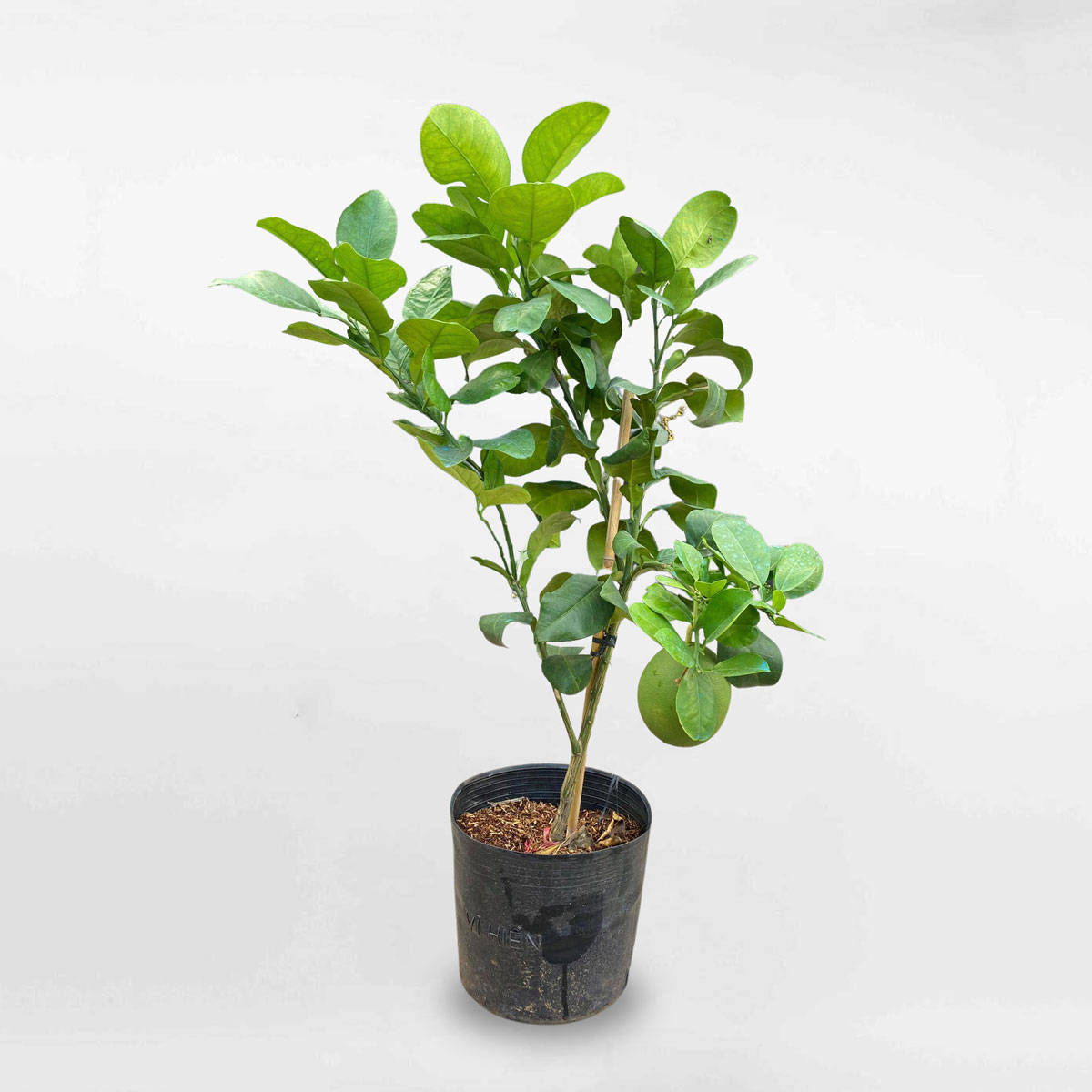 cay buoi da xanh nho