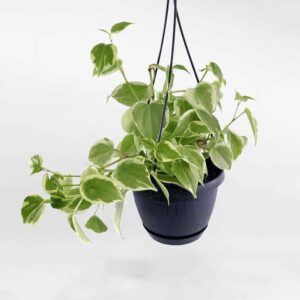 cay cang cua cam thach Peperomia scandens Variegata 1 1